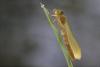 Erythromma lindenii